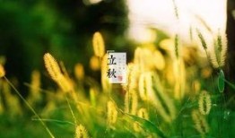 青草视频免费,免费畅享，解锁无限精彩瞬间